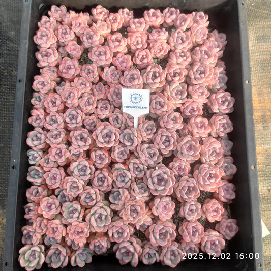 23063 ピンク　モンローHyb（3cm pot）（ポット苗）