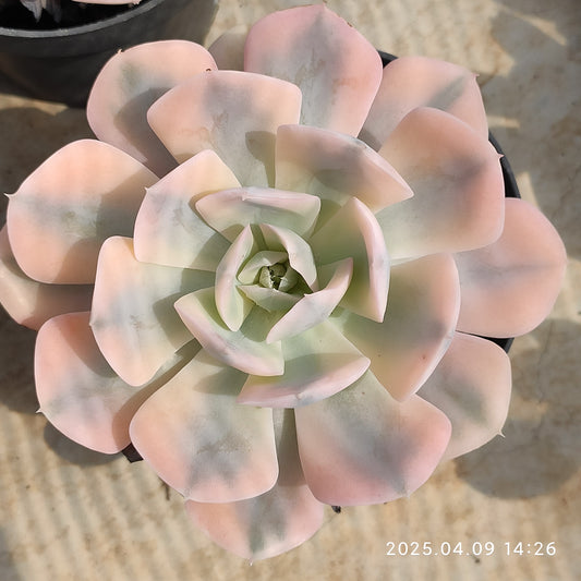 YBB243 マカベニア錦（80cm pot）