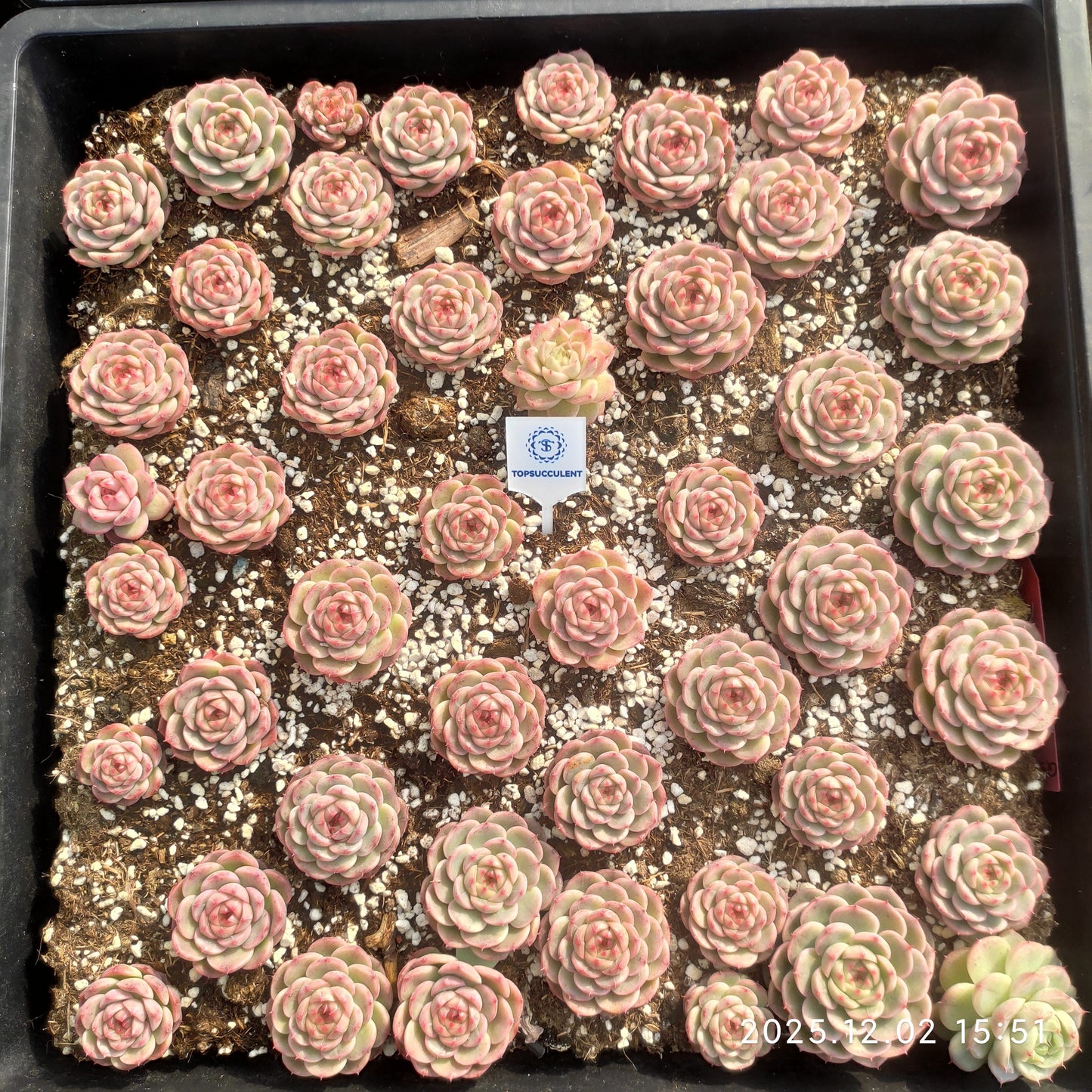 23045 レッド　ベルベットHyb（ポット苗）