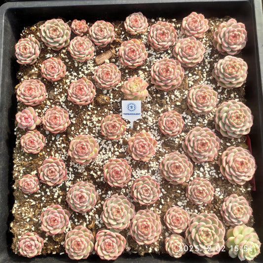 23045 レッド　ベルベットHyb（5cm pot）（ポット苗）