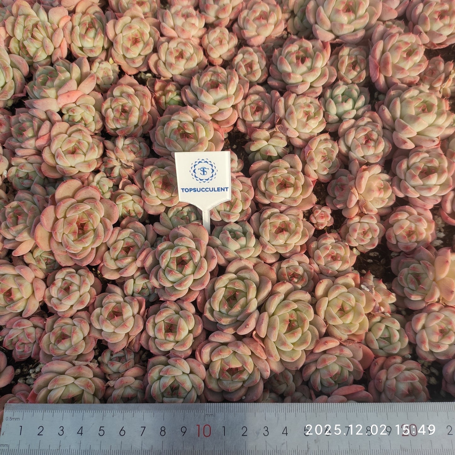 23040 アイス　スピリットHyb（ポット苗）