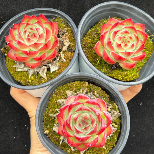 BL2011 レッド　アギャボイデズHyb（9cm pot）
