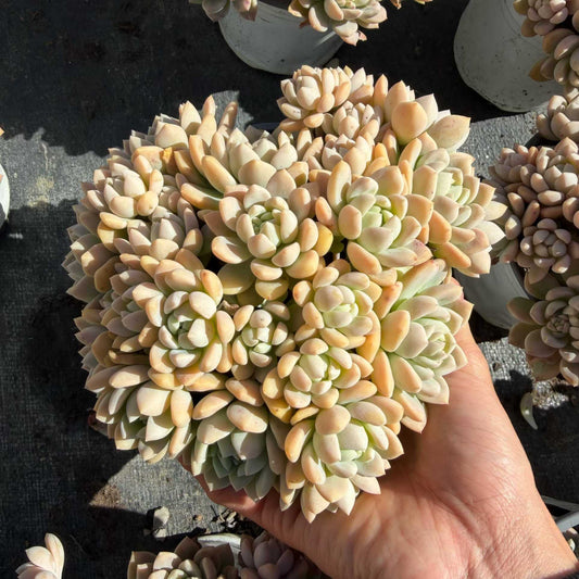 25043 ウォルナットケーキ