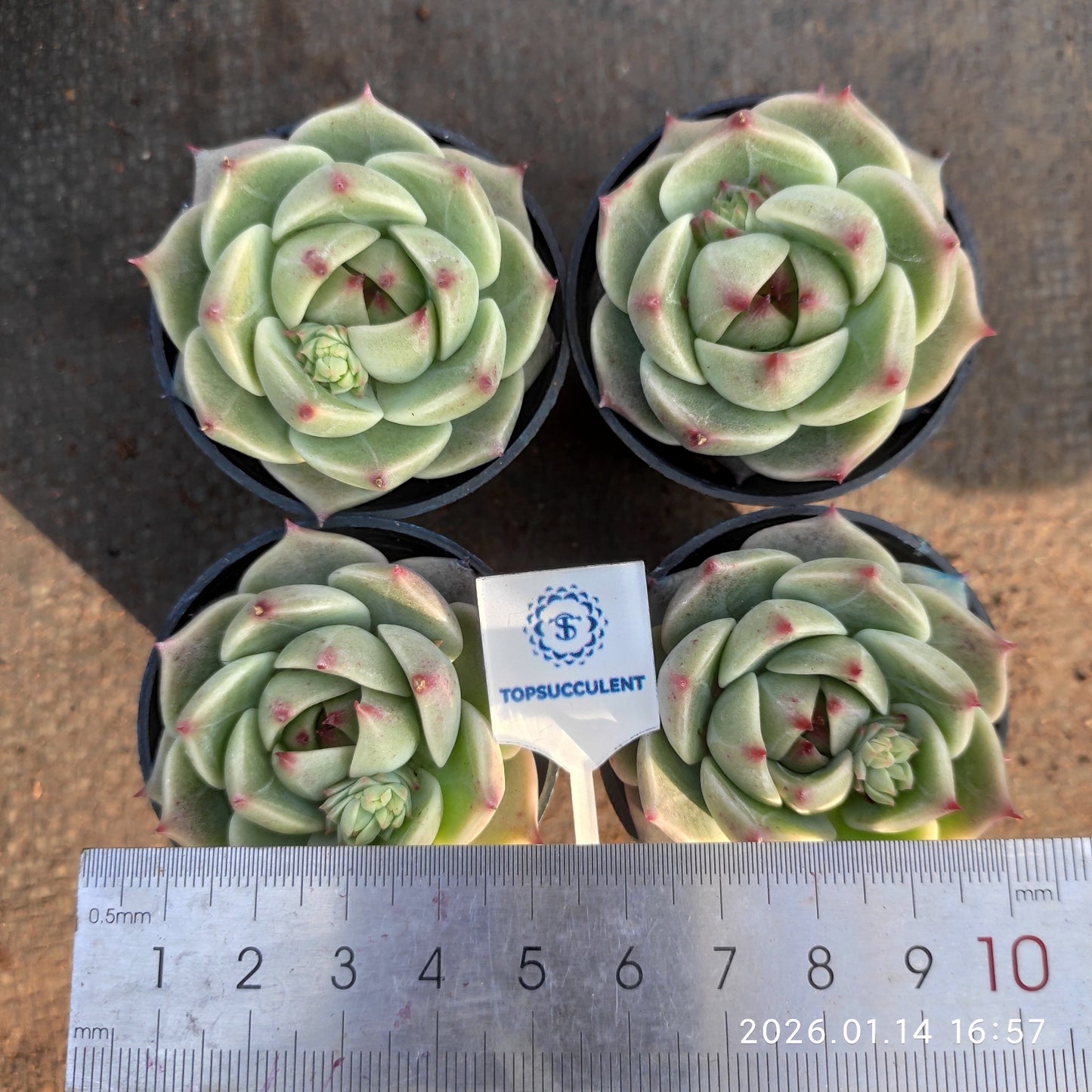 22499 タークォイズ