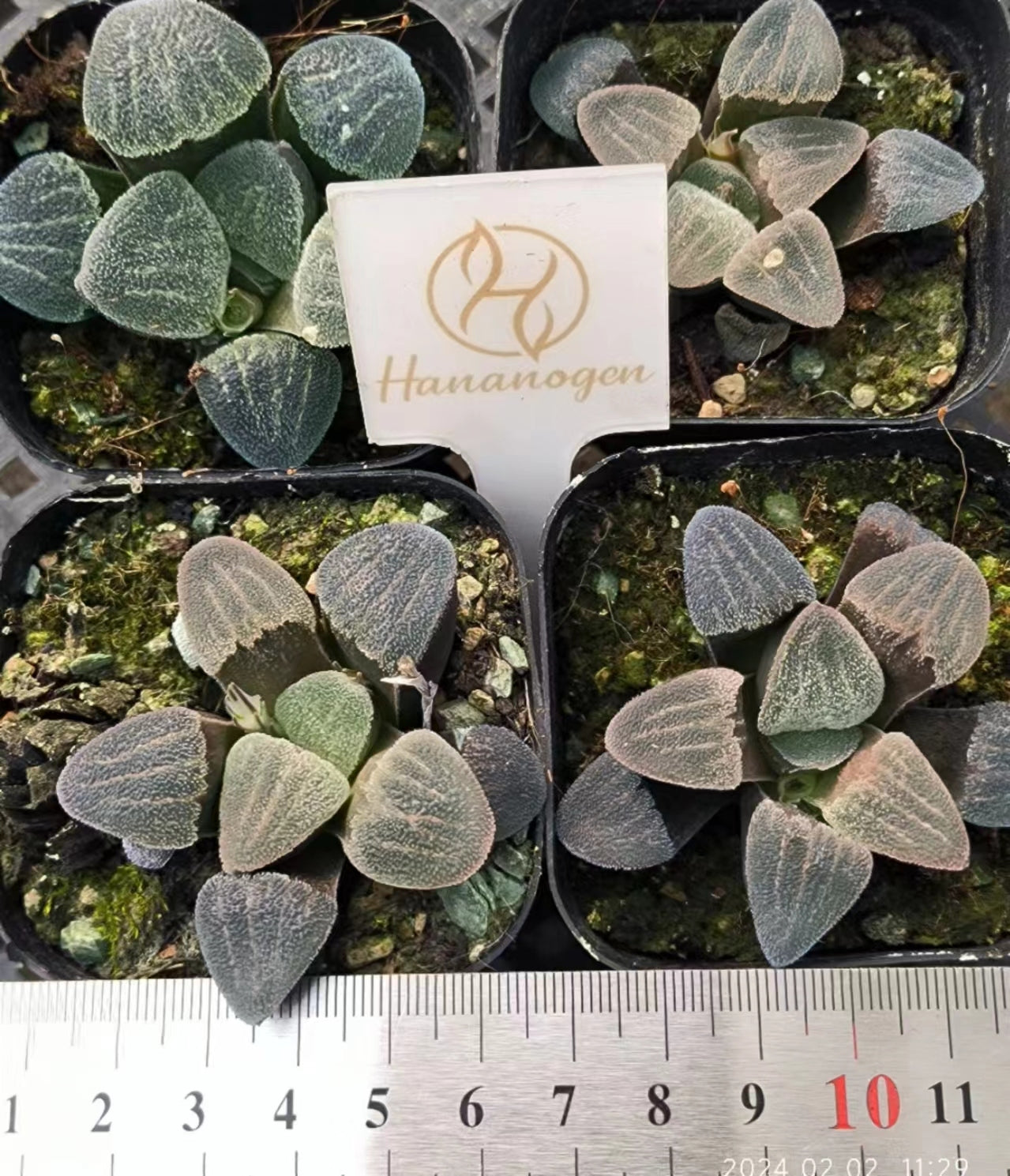 7398 泰然 タイゼン（6.5cm pot）