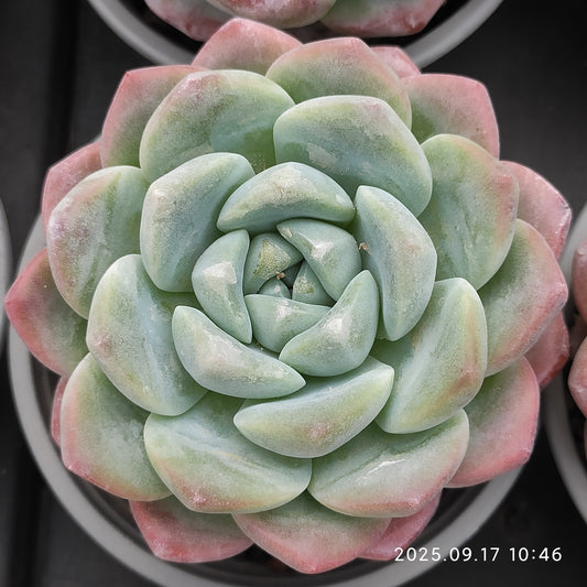 NGN548 アイスグリーン （9cm pot）
