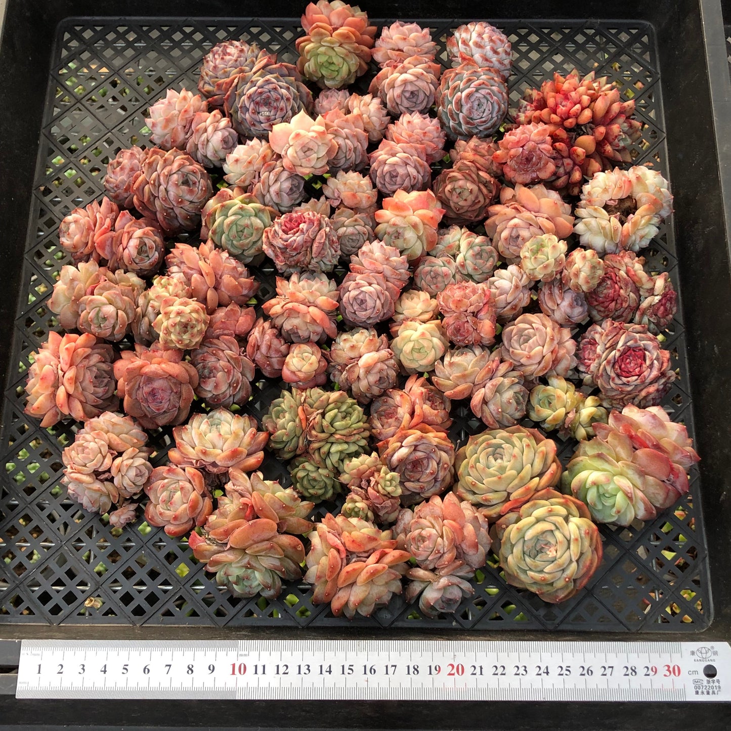 BL2121-006 ミックス苗