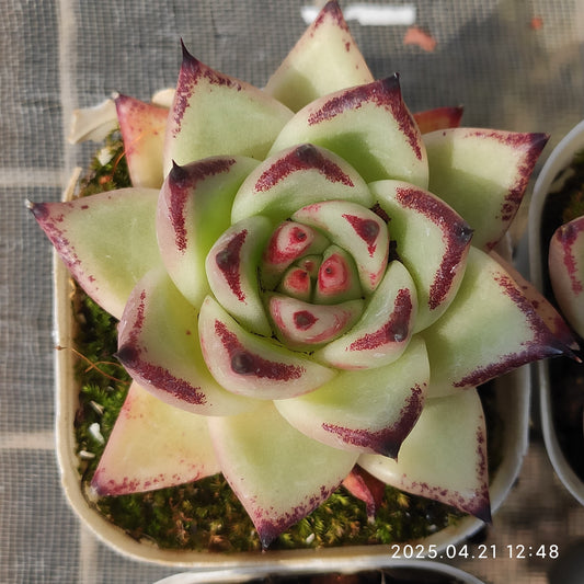 SKL128 エボニー(7cm pot)
