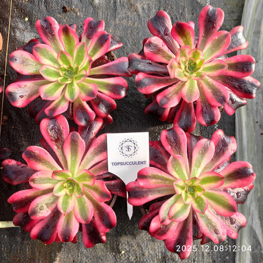 23227 シャネル（14cm pot）