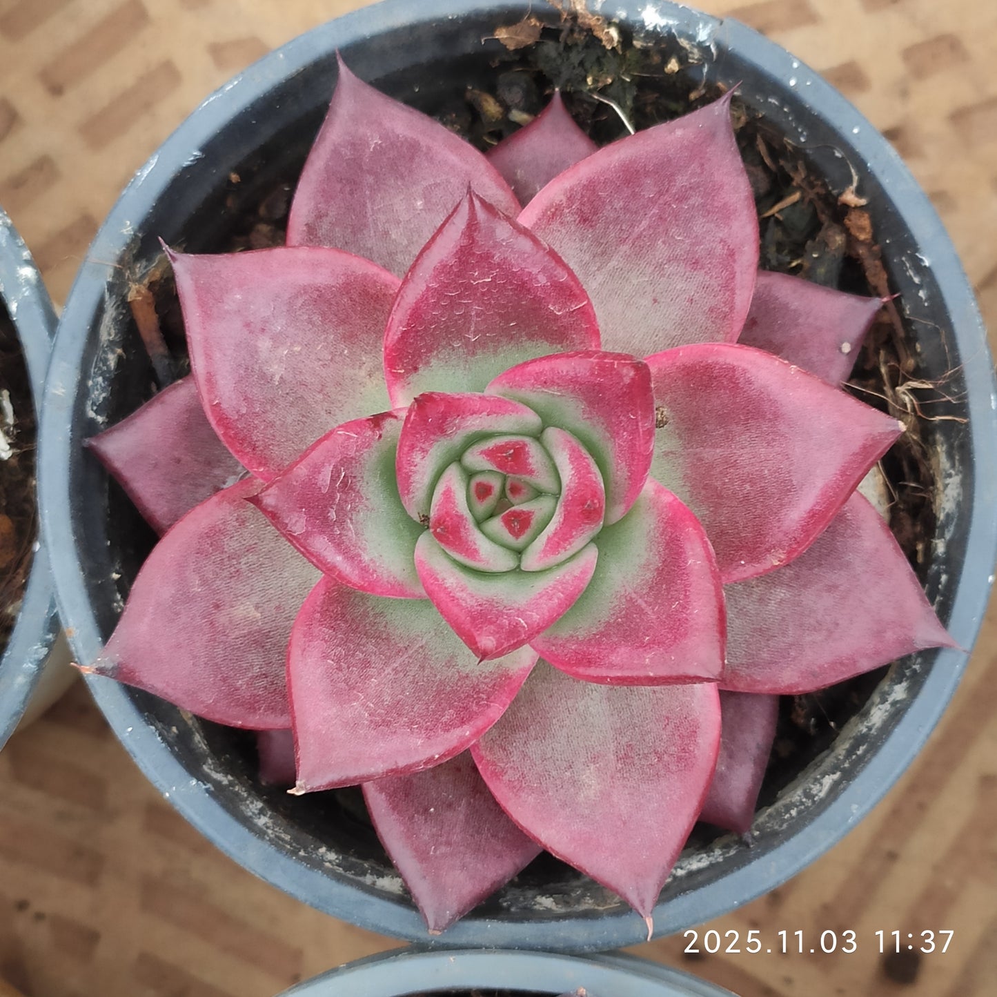 22328 レッドナイト（9cm pot）