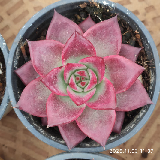 22328 レッドナイト（9cm pot）