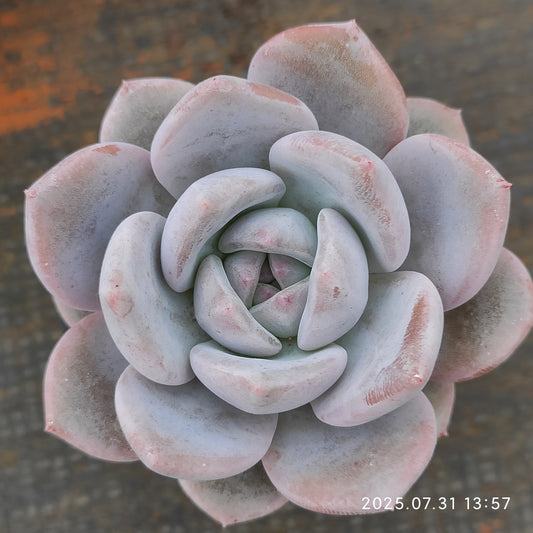 MMT748 チョーク （5.5cm pot）