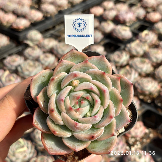 80560 キャンティクル