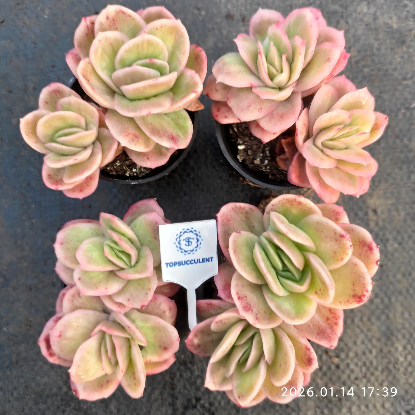 24775 アイスローズ