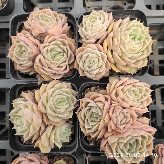 MMT889 オウンスロー（7cm pot）