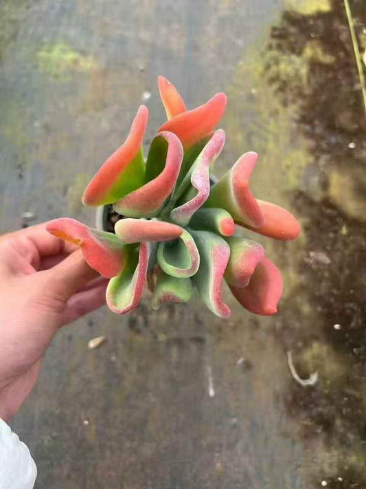 263061 ファイアフォックス