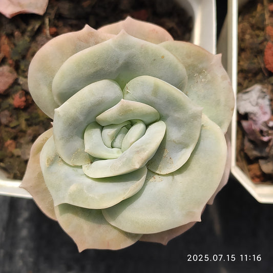DWZ281 ラブリーローズ（7cm pot）