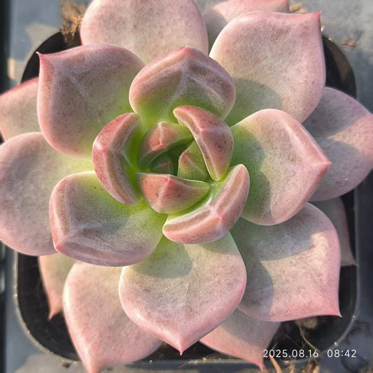 LG744 シーガル(6.5cm pot)