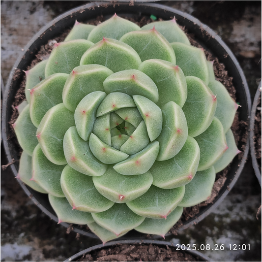 XY152 グレーズ・ジェニー  （7cm pot）