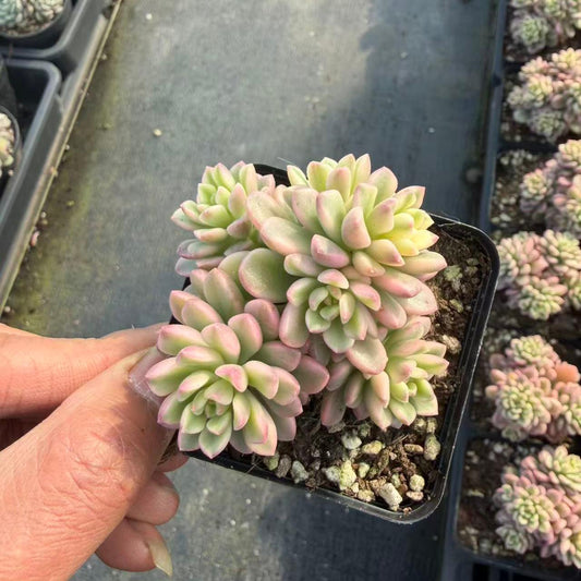 22650 タロック錦（7cm pot）