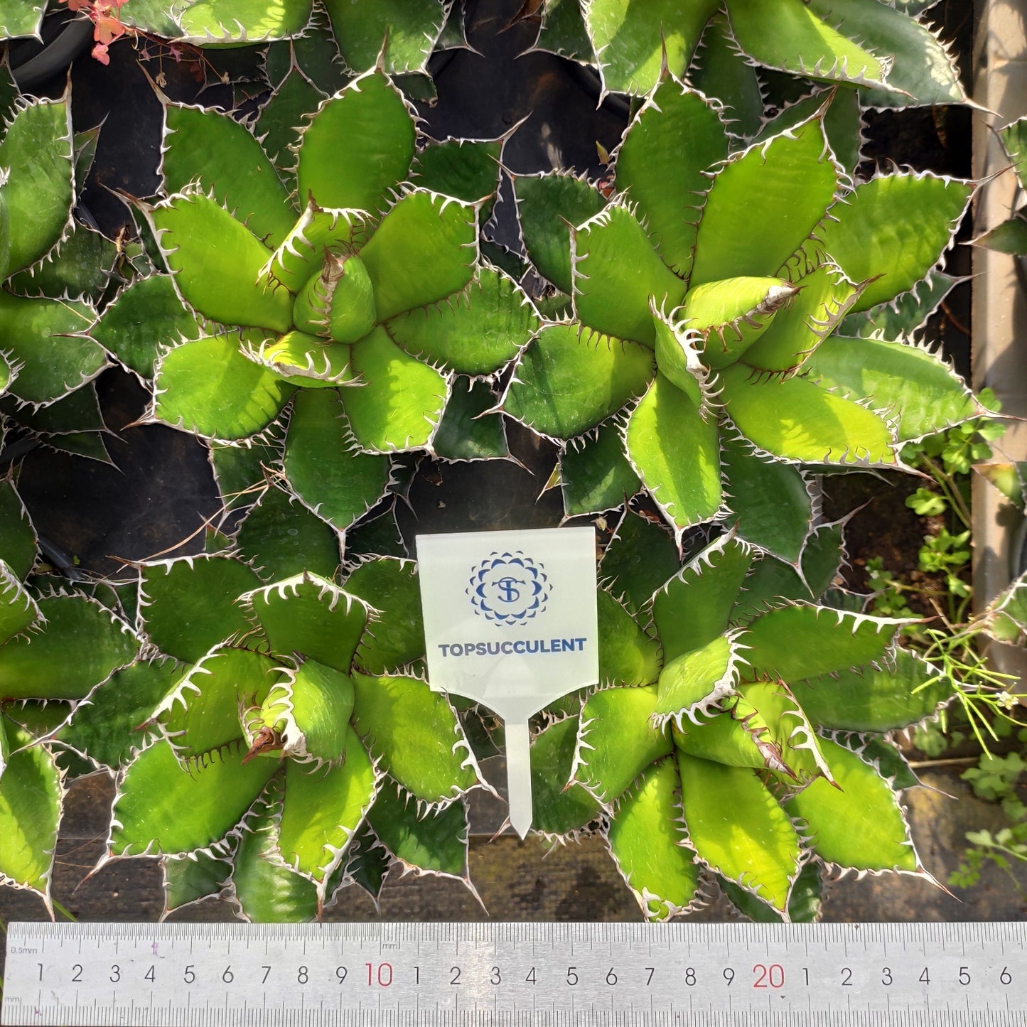 18733 アガベ ホリダ