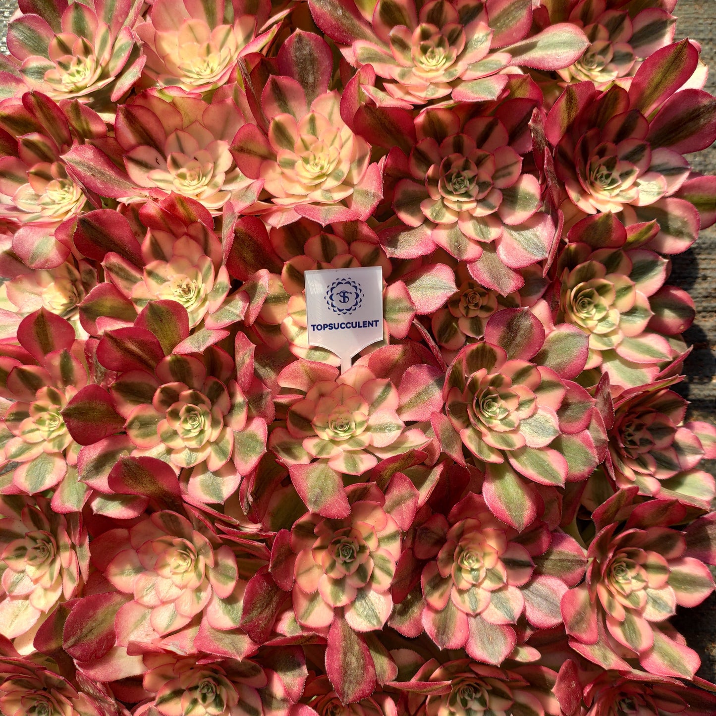 24616 チェリー　ブロッサムズ