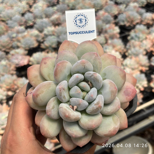 2925 フレーベル