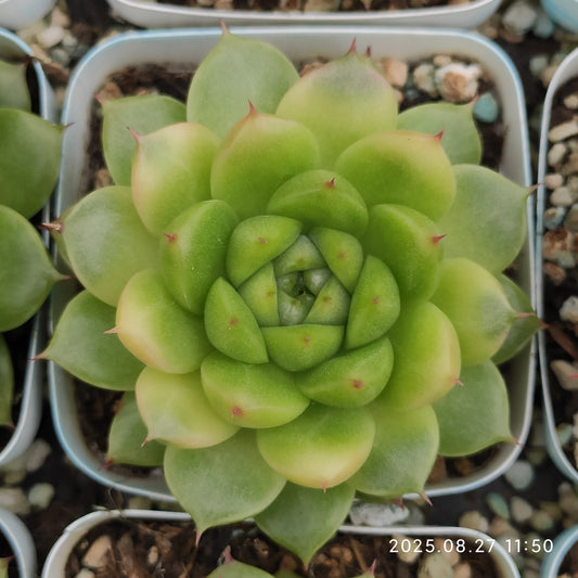 XQ1417 パインコーン　ジェニーHyb（7cm pot）