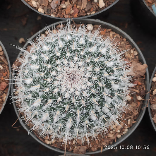 DMC067 玉翁（9cm pot）