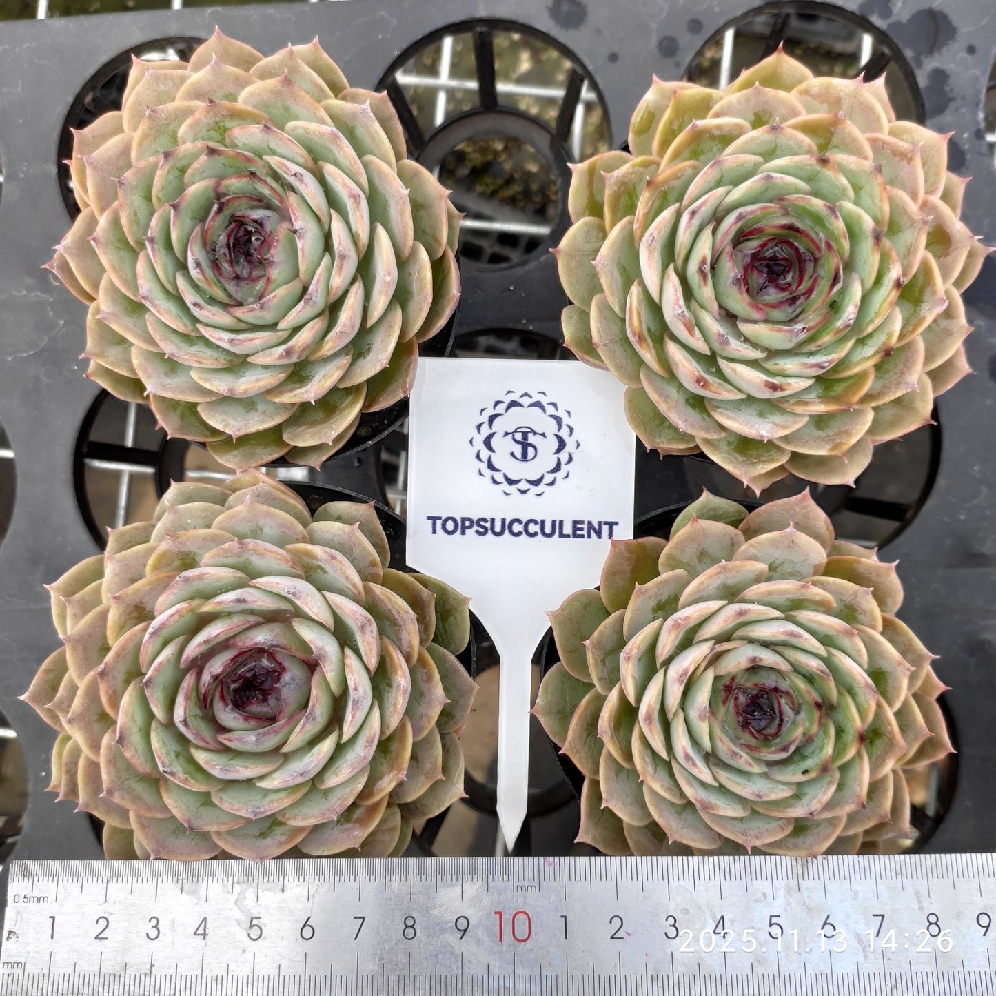 22469  ハート　オンスロー（9cm pot）