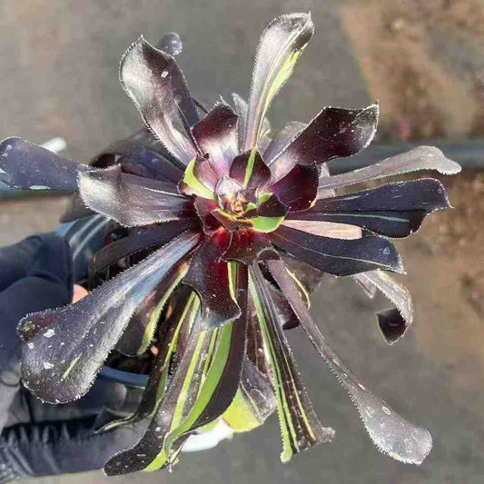 24846 ビグ　バング