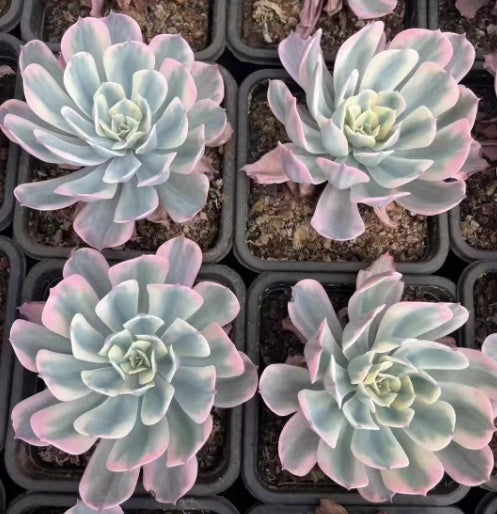 大于0.05kg – Top Succulent®