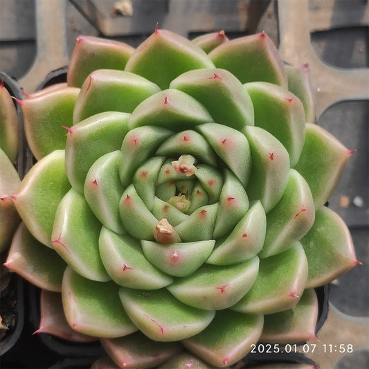 DWZ059 ソクヨン （7cm pot）