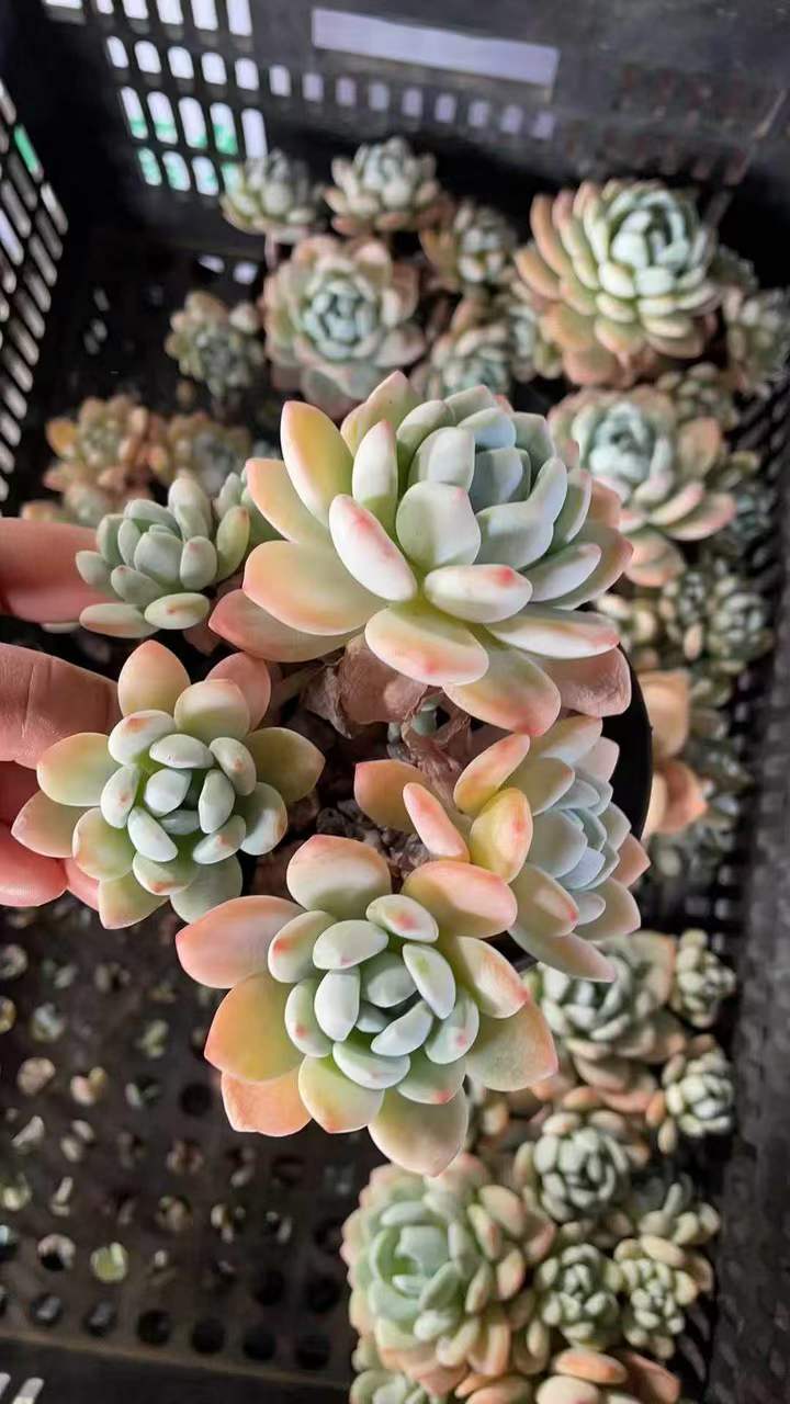 26545 ゴールドブーケ