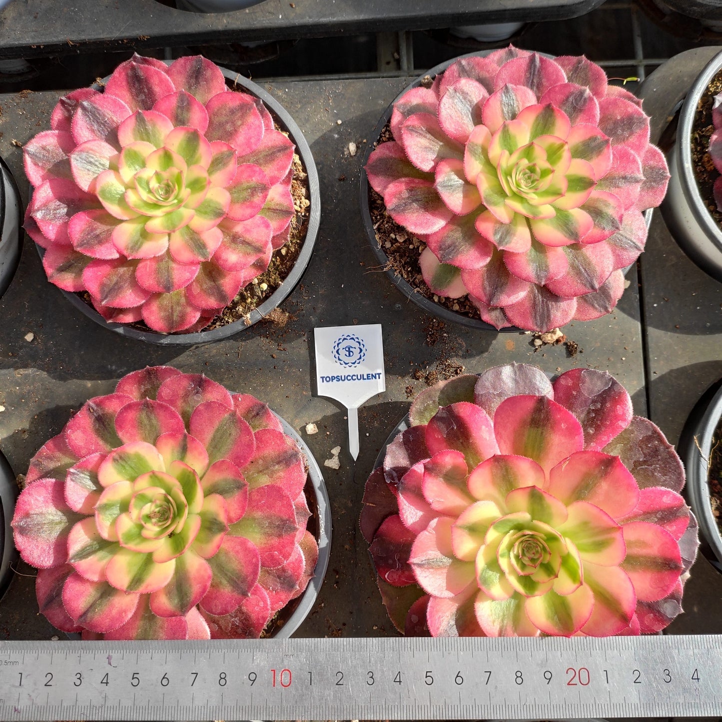 24630 シー　ゴッド