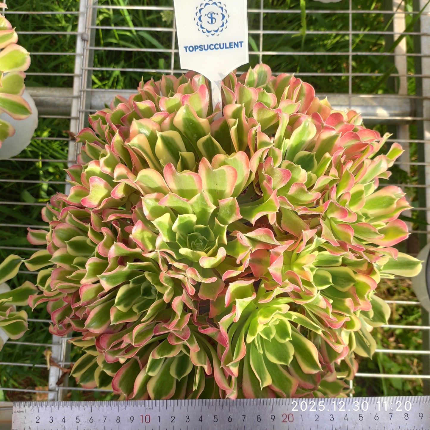 19411 アエオニウム リバーストーンズ