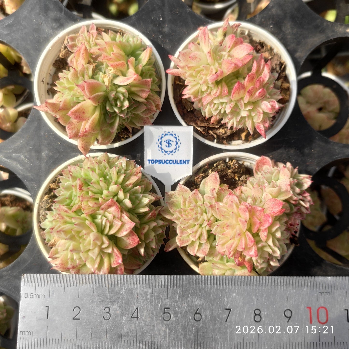 22865 マルギャンHyb