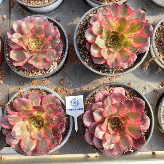 24641 チャーム　ゴールド