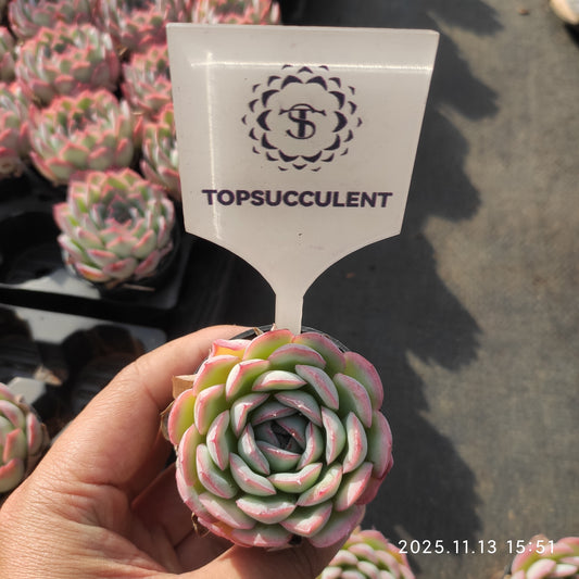 19250 ストロベリー　アイス（5.5cm pot）