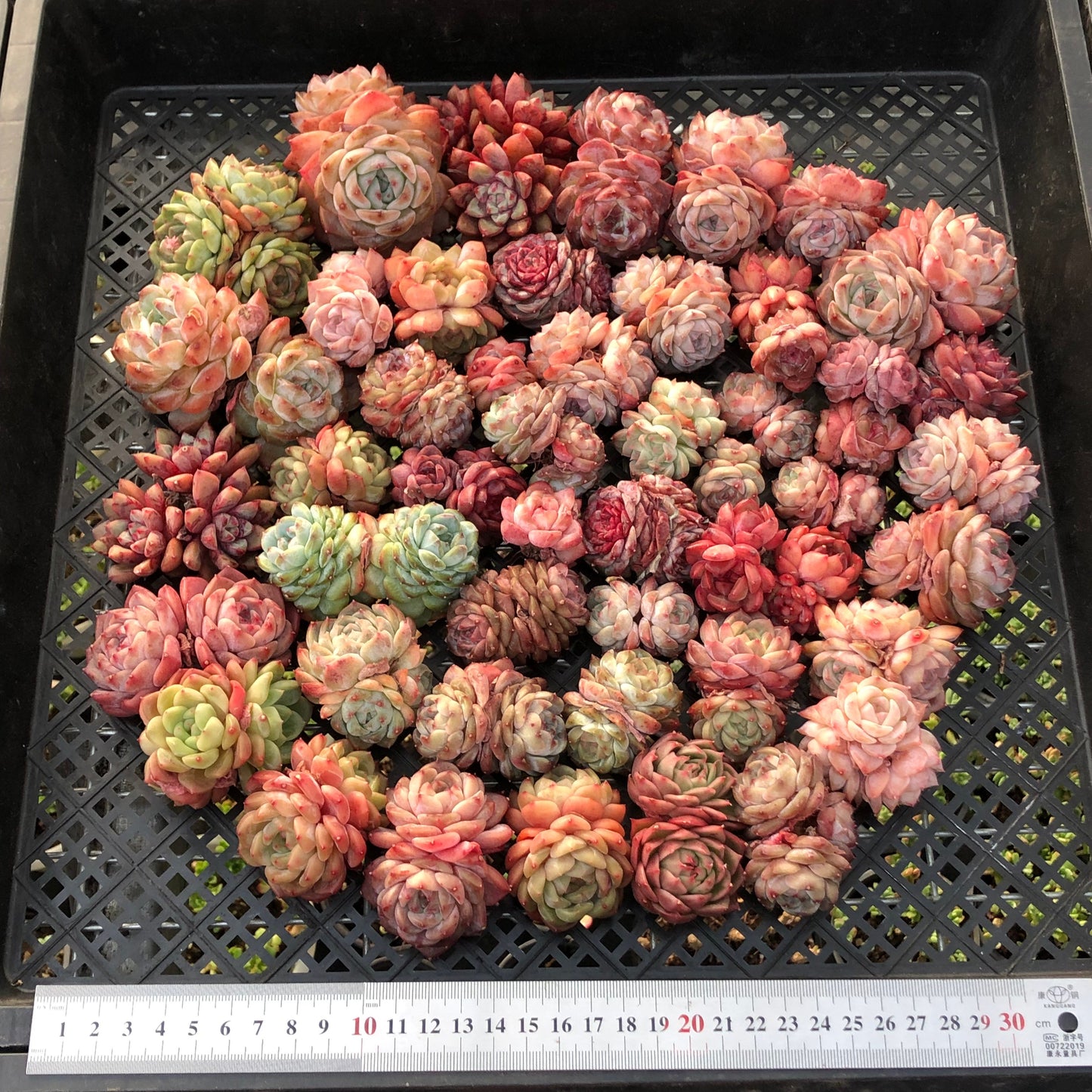 BL2121-010 ミックス苗