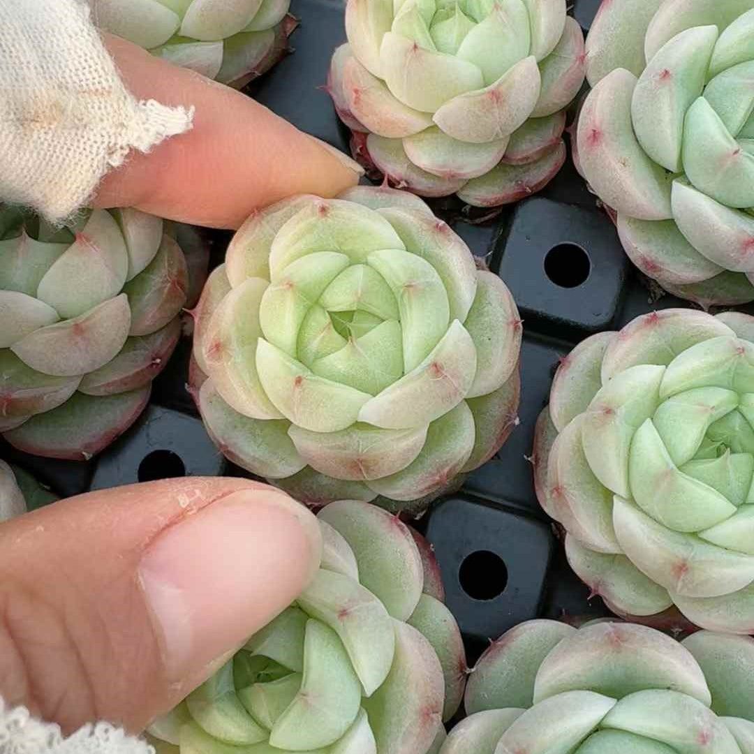 26139 ムーンメイデン