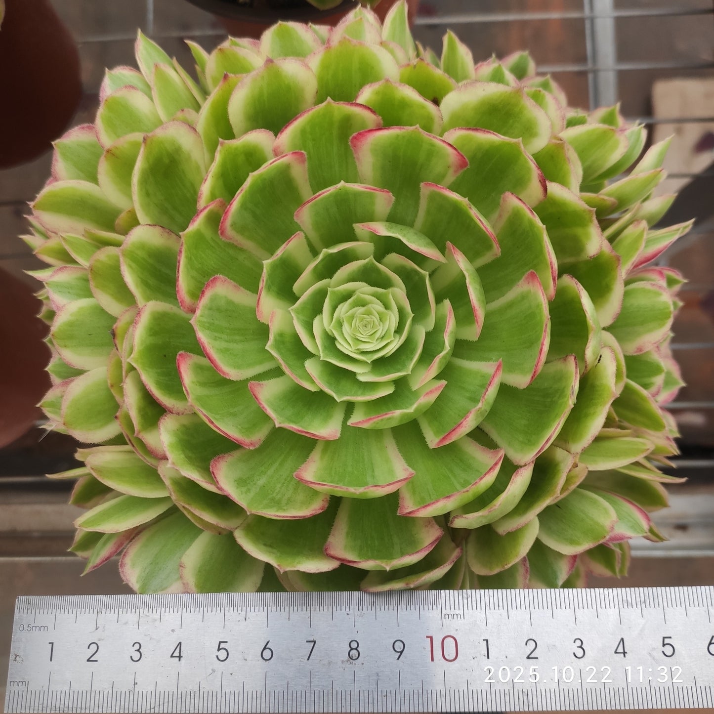 THH110 ピーコック　フェザーズ（15cm pot）