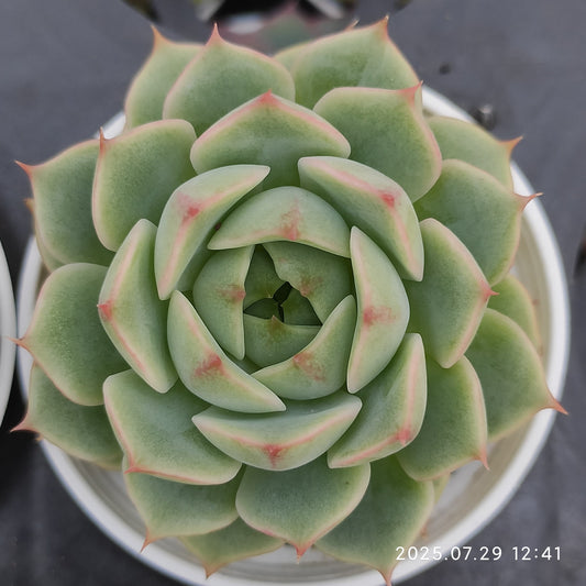 ZZA309 ベンバディス（5.5cm pot）