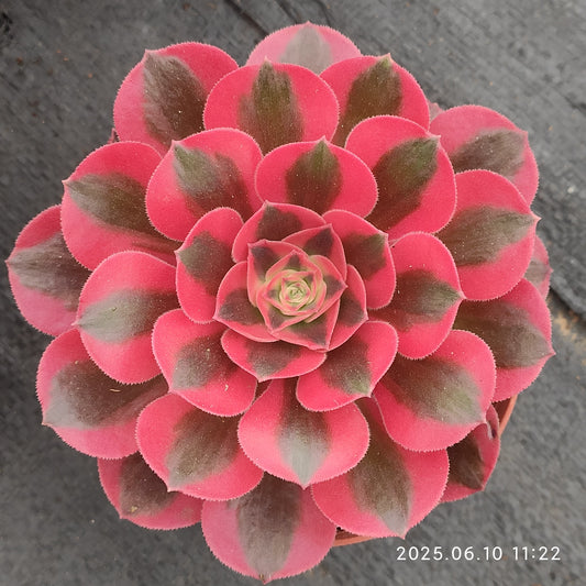 ZXX593 ウィッチ （12cm pot）