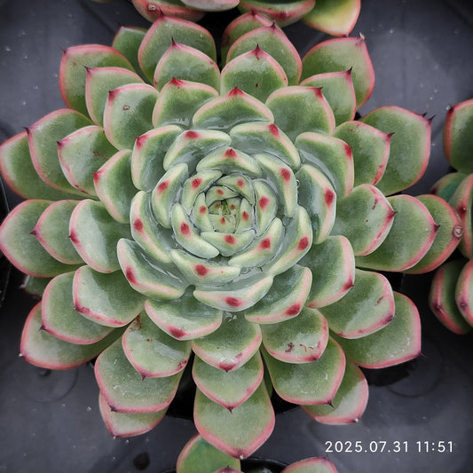 MMT844 スプリング（9cm pot）