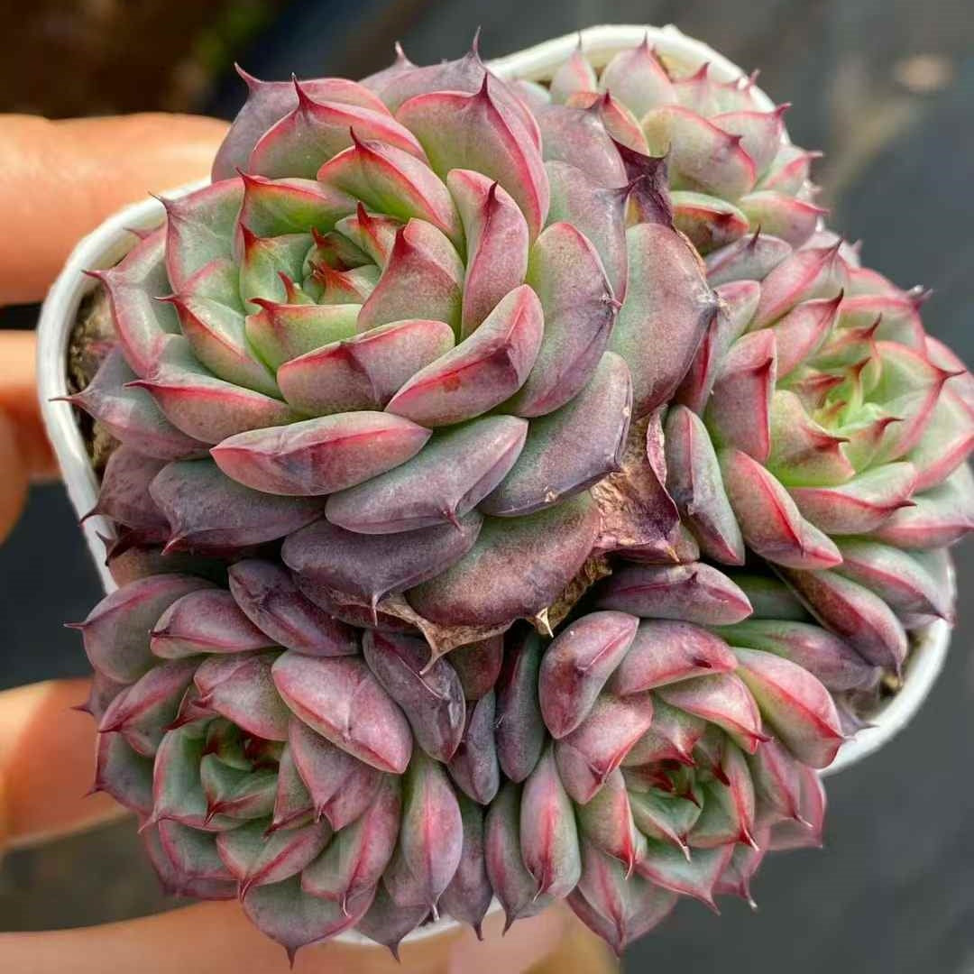 24005 ブラック・ローズ x ミニマー