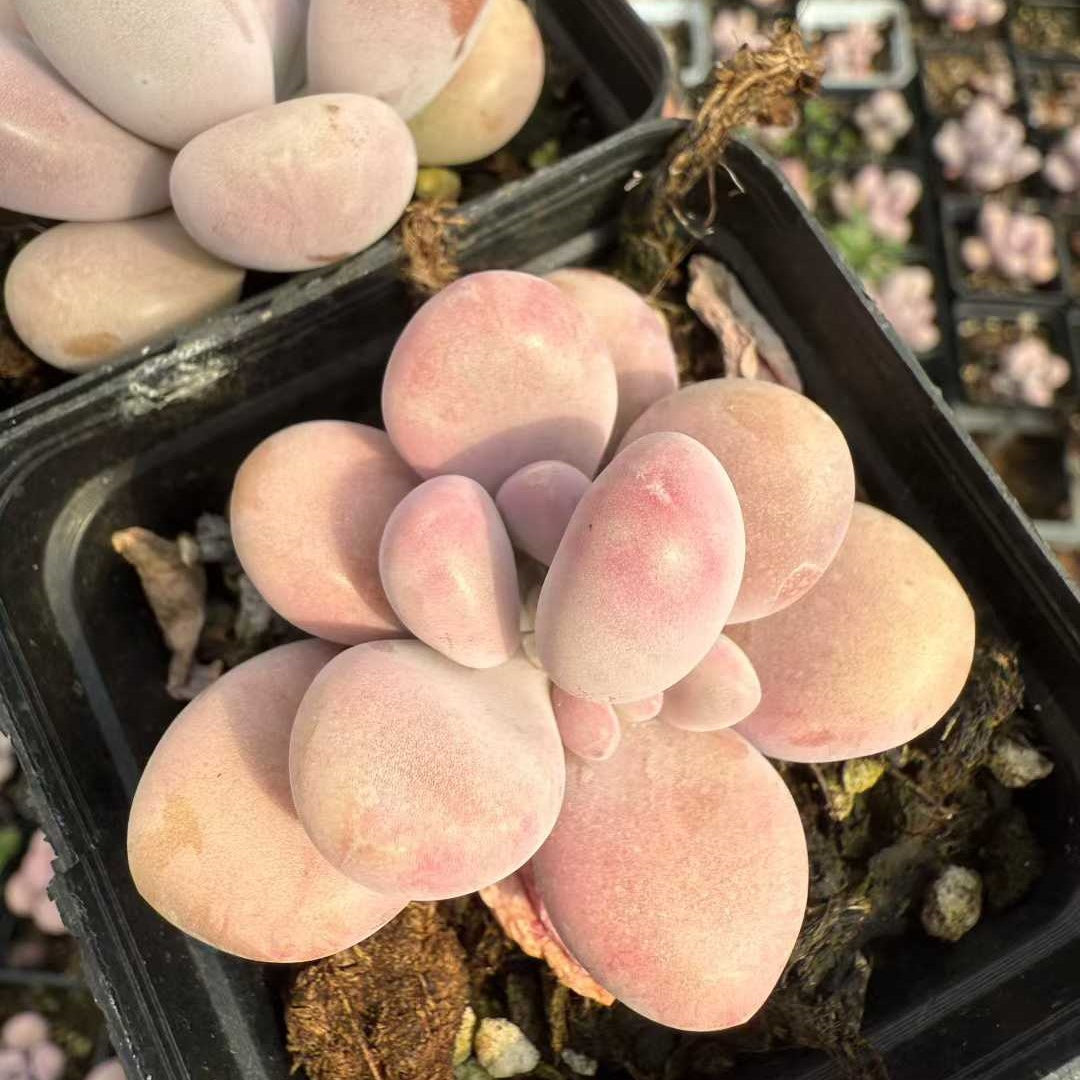 21152 アメジスチヌム