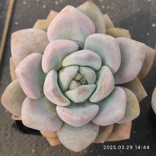 MMT363 OPアイスグリーン（7cm pot）