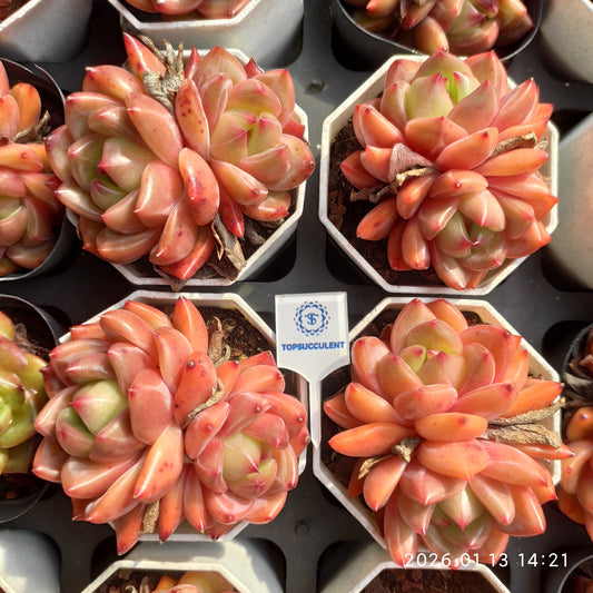 24667 チャーロッテ