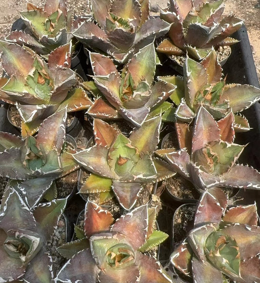 MH640 アガベ　チタノタ　白火焔（7cm pot）